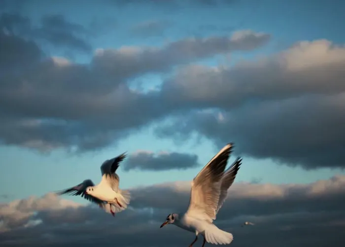 Appartamento Z Prywatnym, Krytym Basenem